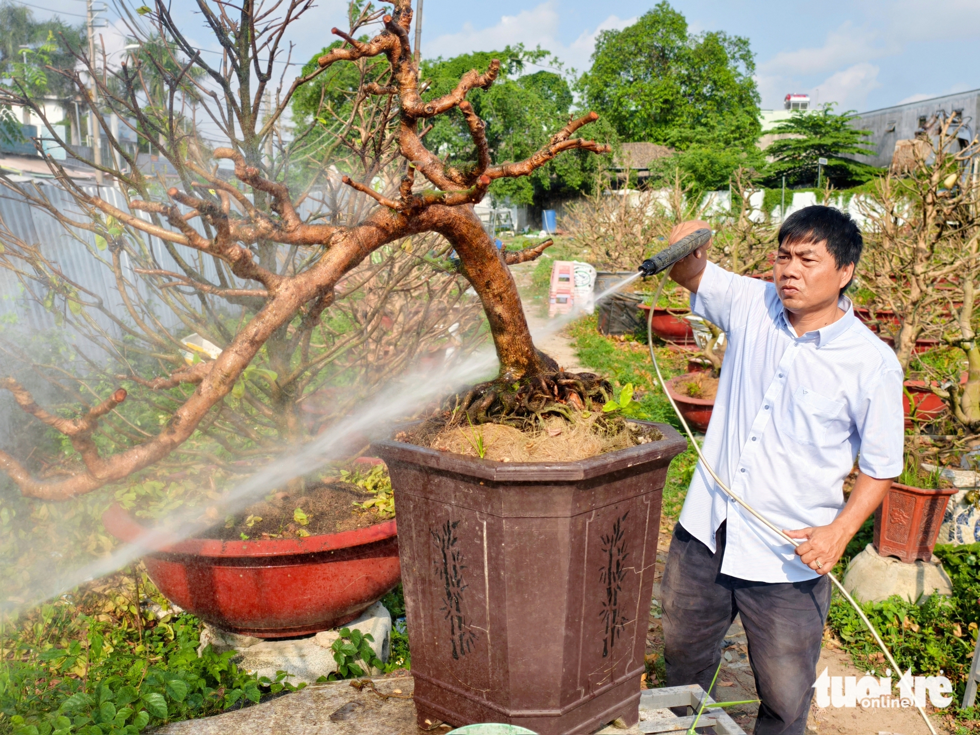 mai vàng - Ảnh 4.