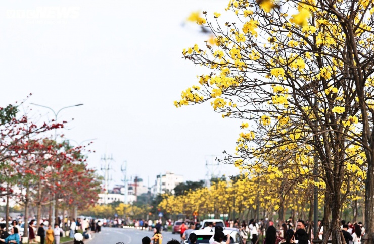 Người Hà Nội mang thang 'săn ảnh' đường hoa phong linh nở vàng rực rỡ - 2