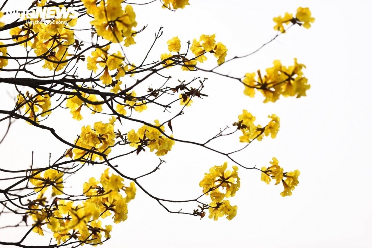 Người Hà Nội mang thang 'săn ảnh' đường hoa phong linh nở vàng rực rỡ - 4