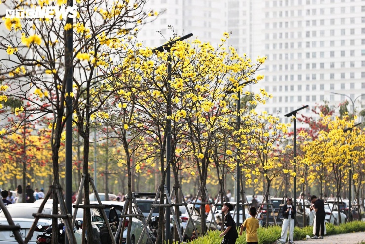 Người Hà Nội mang thang 'săn ảnh' đường hoa phong linh nở vàng rực rỡ - 5