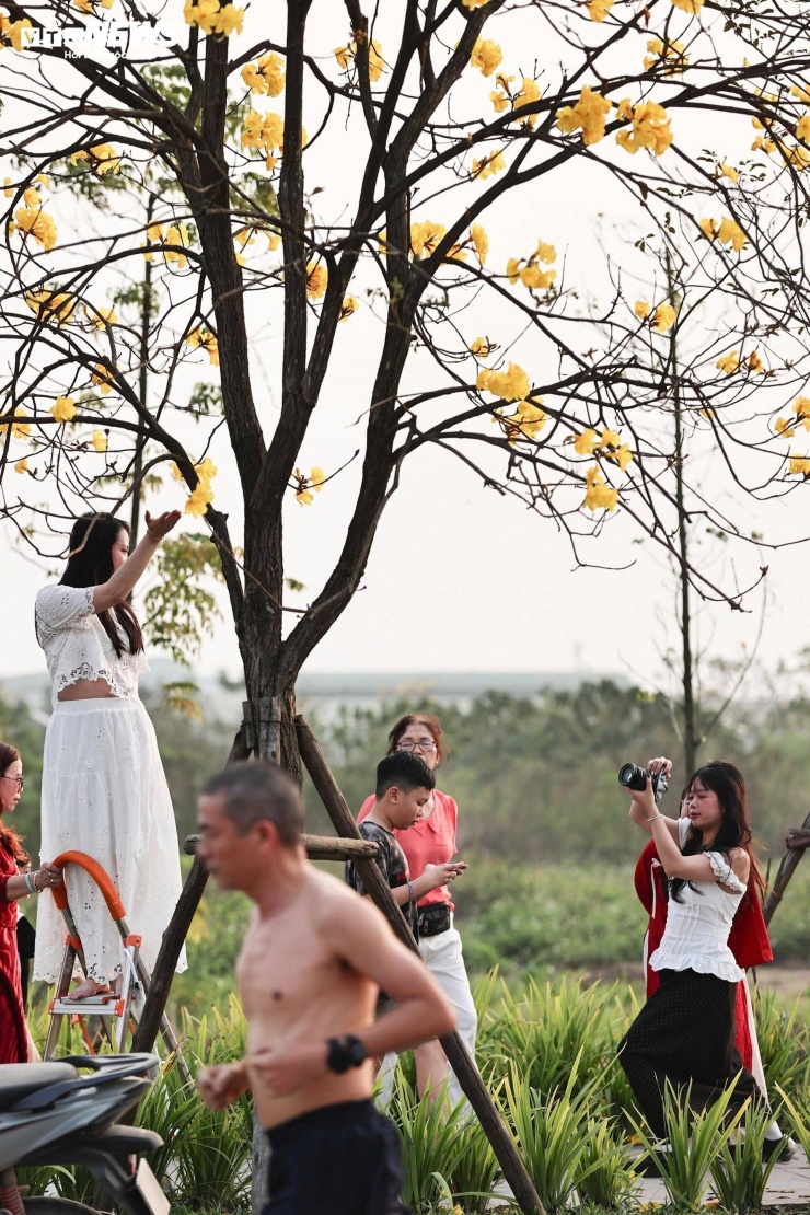 Người Hà Nội mang thang 'săn ảnh' đường hoa phong linh nở vàng rực rỡ - 10