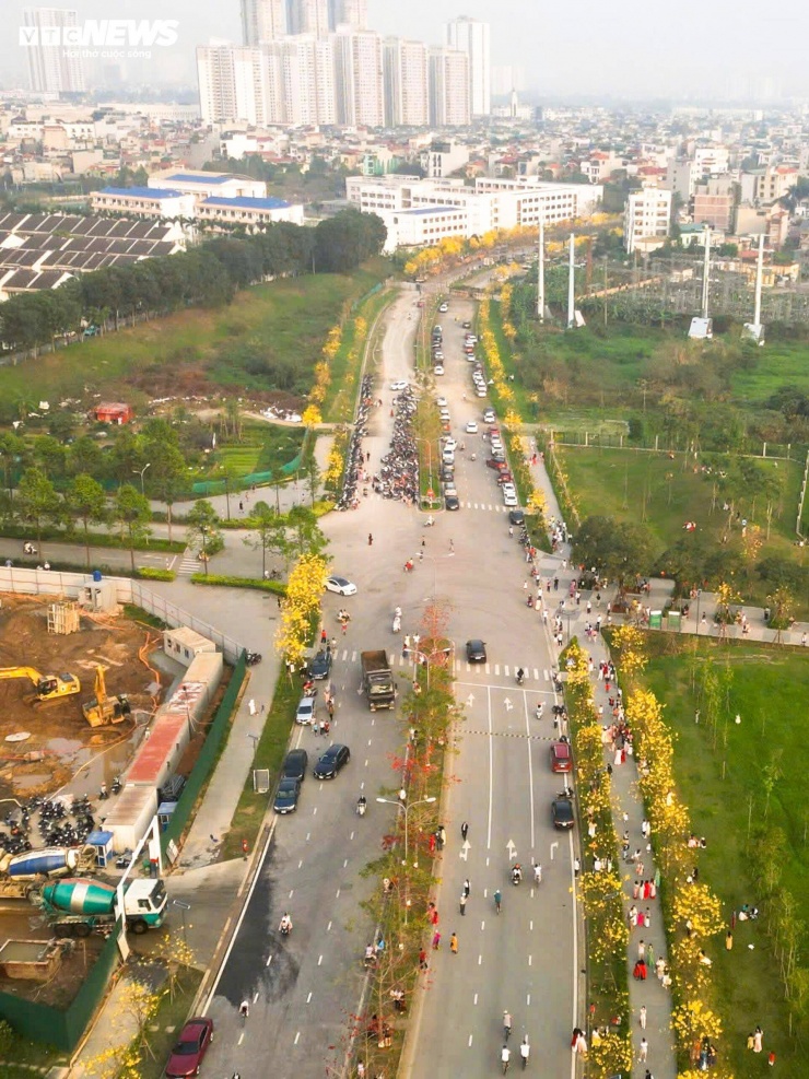 Người Hà Nội mang thang 'săn ảnh' đường hoa phong linh nở vàng rực rỡ - 15