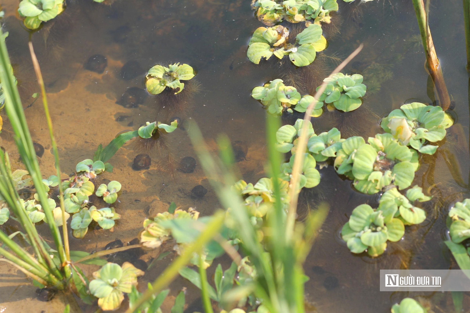 Hà Tĩnh: Nuôi “vàng đen”, nông dân thu tiền triệu mỗi ngày- Ảnh 3.
