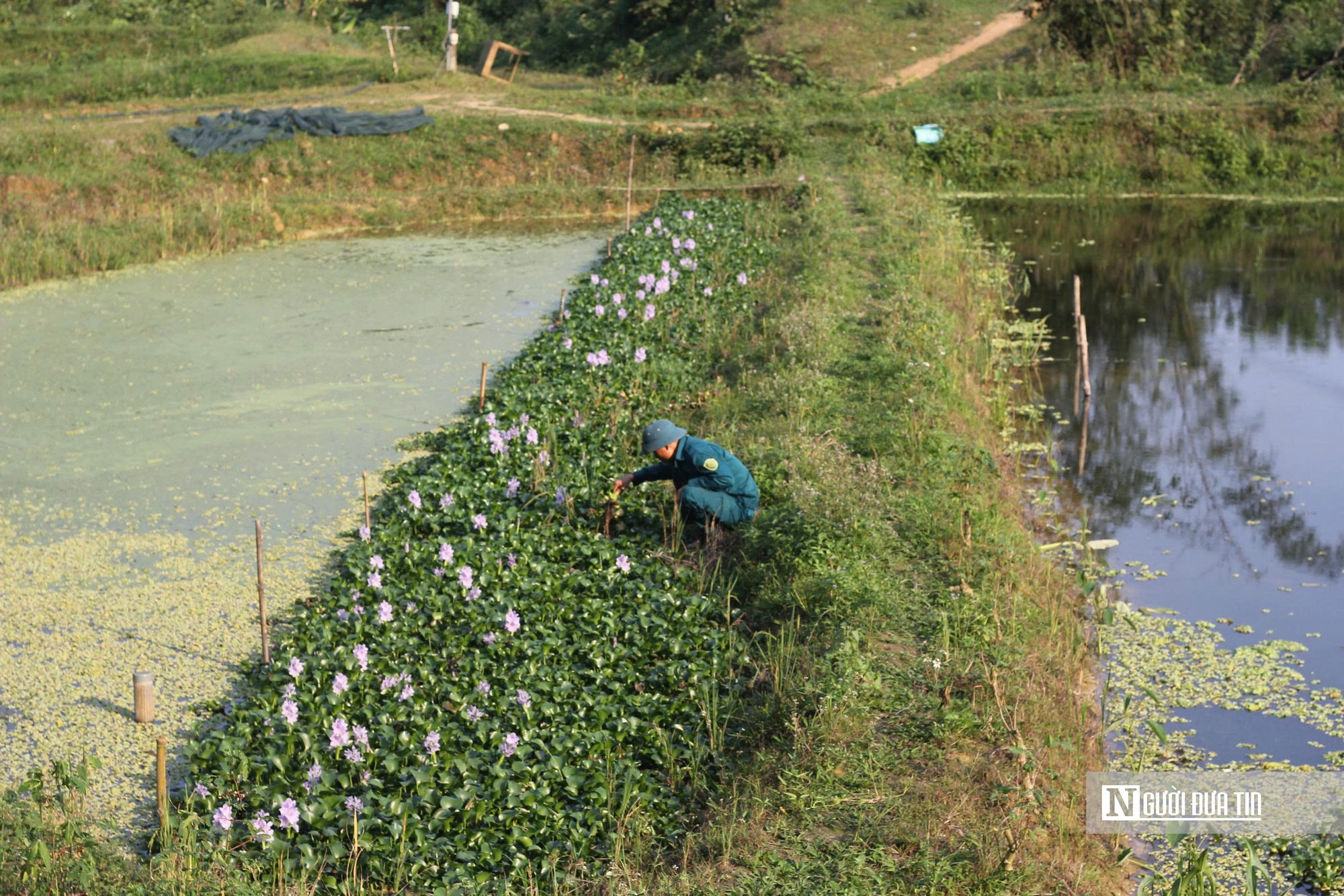 Hà Tĩnh: Nuôi “vàng đen”, nông dân thu tiền triệu mỗi ngày- Ảnh 5.