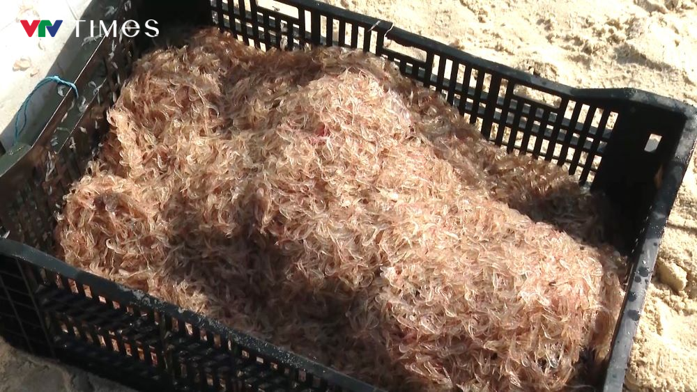 Ruốc dạt bờ đầu năm, ngư dân thu tiền triệu mỗi ngày- Ảnh 3.