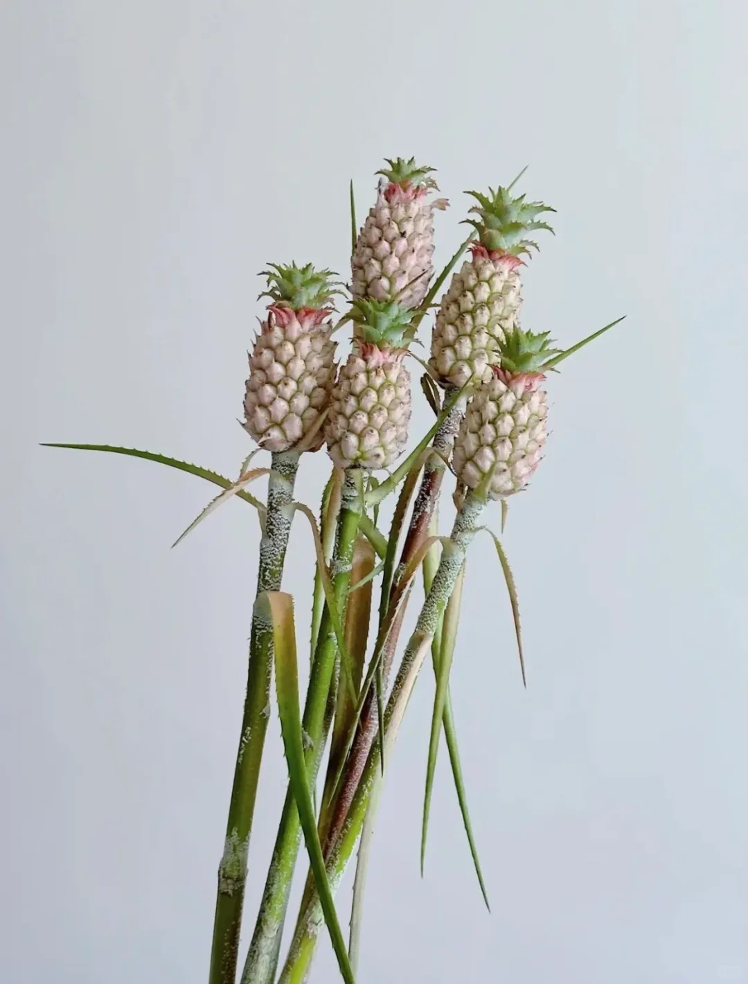 1772604171 175 Thom nuc khong gian chung tan 4 thang khong hong