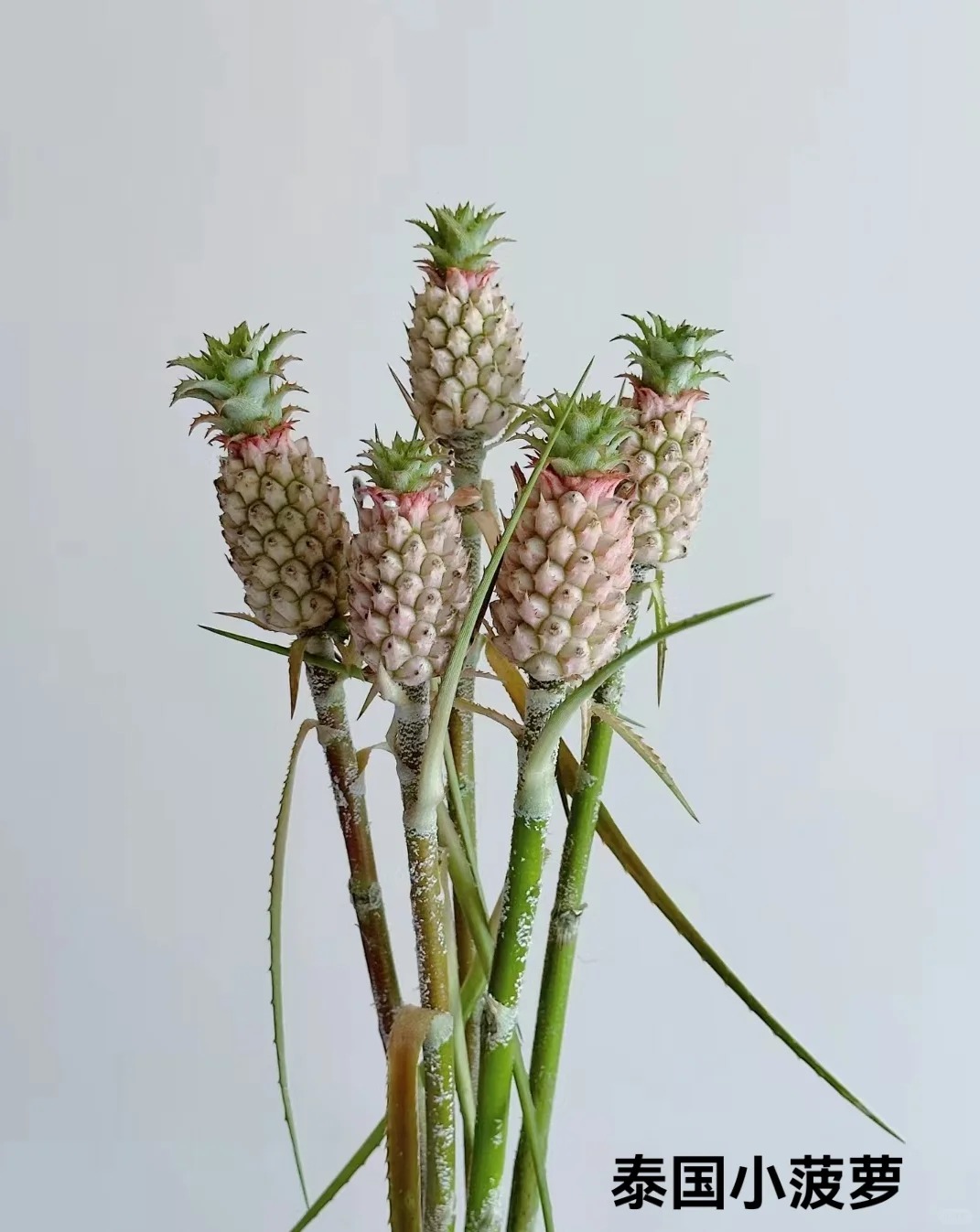 1772604173 993 Thom nuc khong gian chung tan 4 thang khong hong