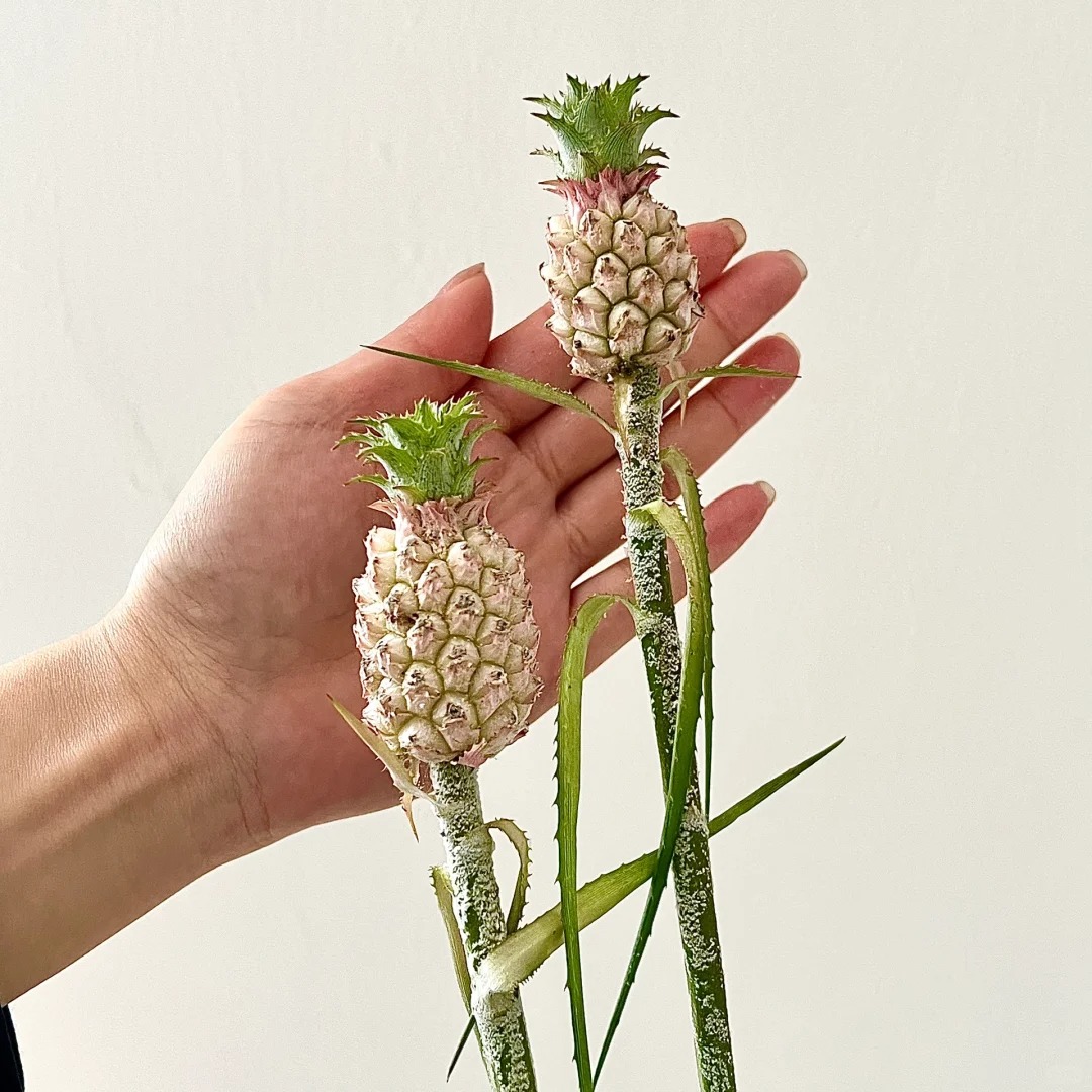 1772604186 35 Thom nuc khong gian chung tan 4 thang khong hong