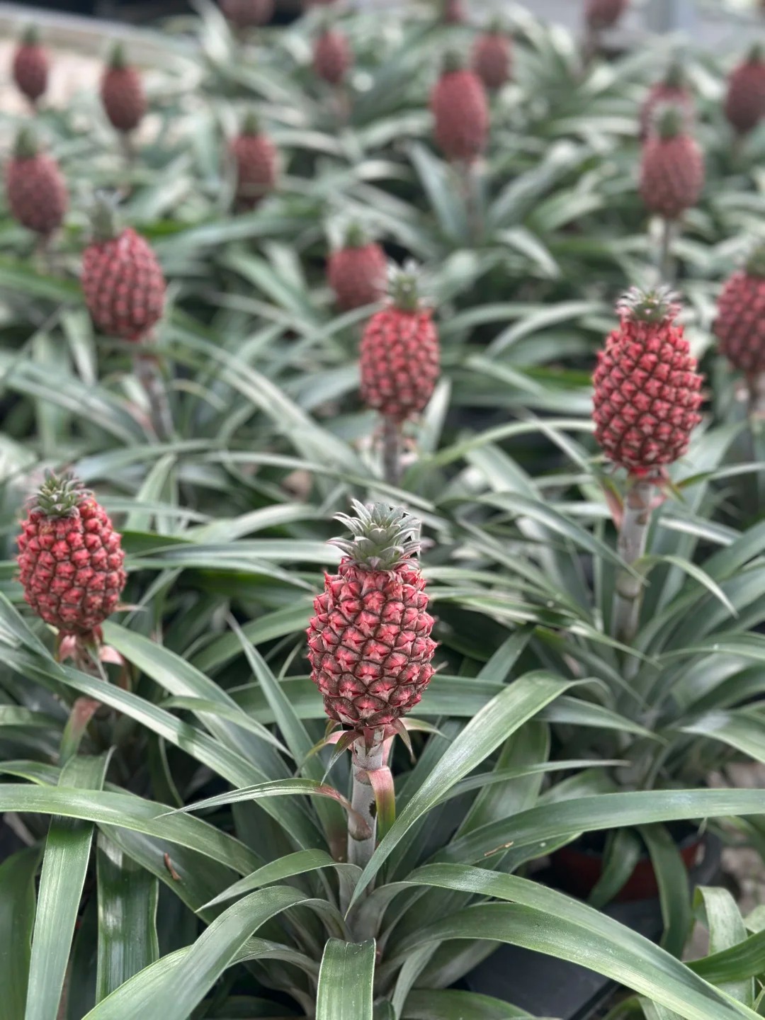 1772604196 823 Thom nuc khong gian chung tan 4 thang khong hong