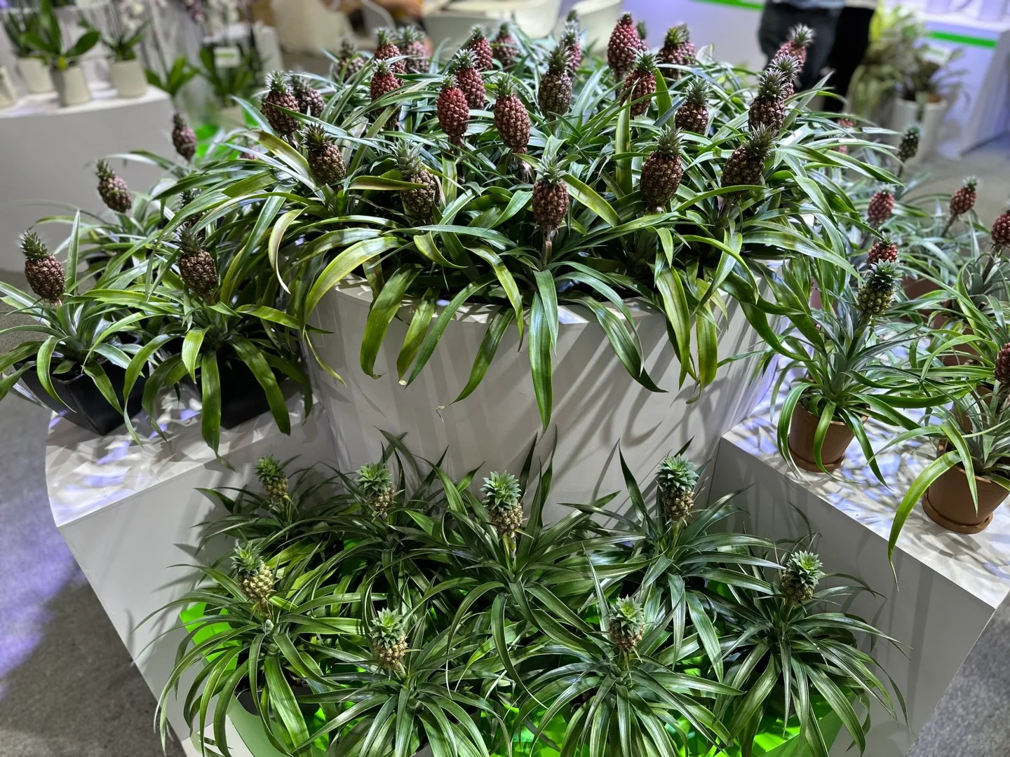 1772604197 892 Thom nuc khong gian chung tan 4 thang khong hong