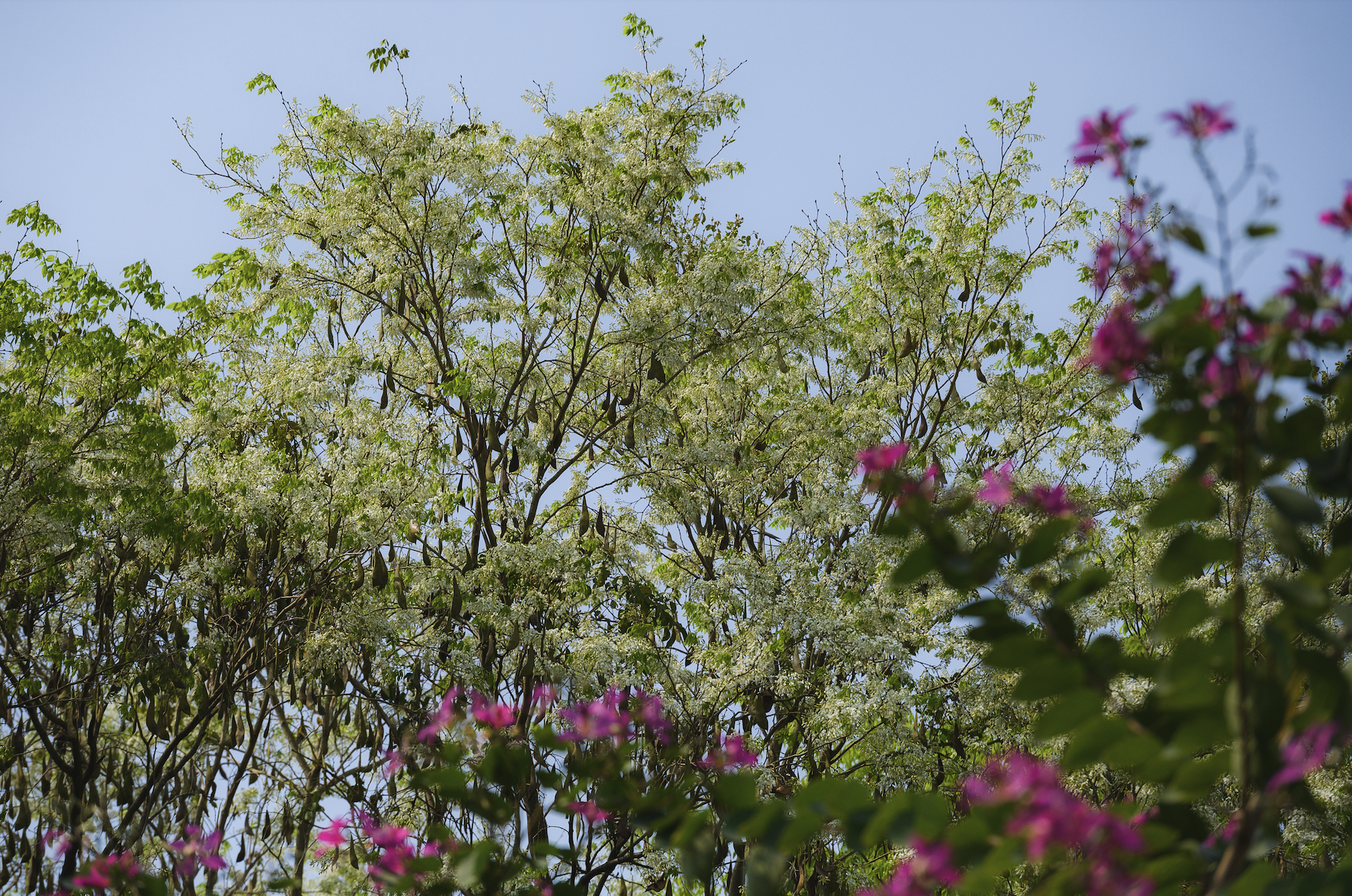 Ăn chơi cho hết tháng Giêng, mùa săn hoa đã đến khiến cả Hà Nội đứng ngồi không yên- Ảnh 11. Ăn chơi cho hết tháng Giêng, mùa săn hoa đã đến khiến cả Hà Nội đứng ngồi không yên- Ảnh 11.