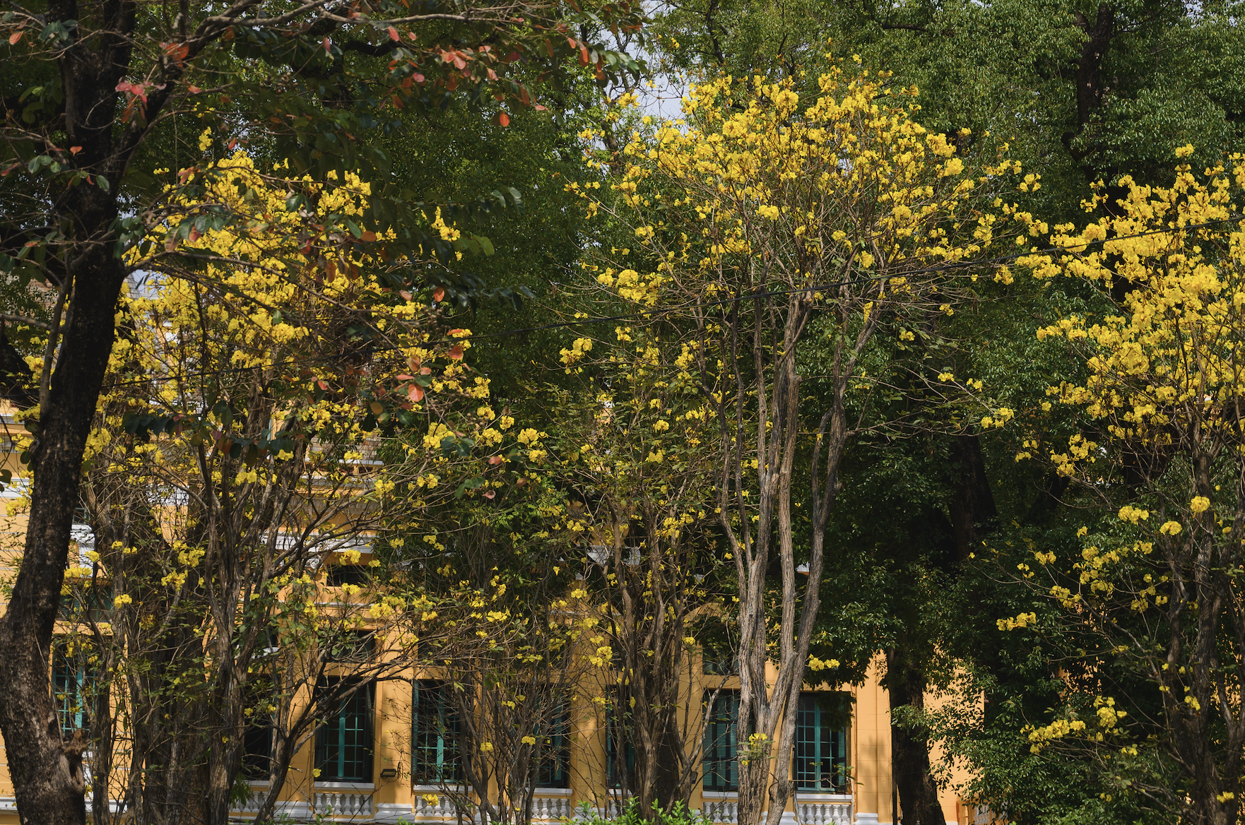 Ăn chơi cho hết tháng Giêng, mùa săn hoa đã đến khiến cả Hà Nội đứng ngồi không yên- Ảnh 17. Ăn chơi cho hết tháng Giêng, mùa săn hoa đã đến khiến cả Hà Nội đứng ngồi không yên- Ảnh 17.