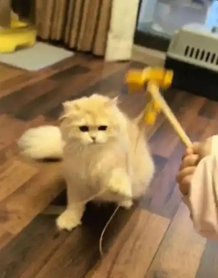 Chàng trai kiếm được 600 triệu đồng dịp Tết nhờ dịch vụ cho mèo ăn- Ảnh 2.