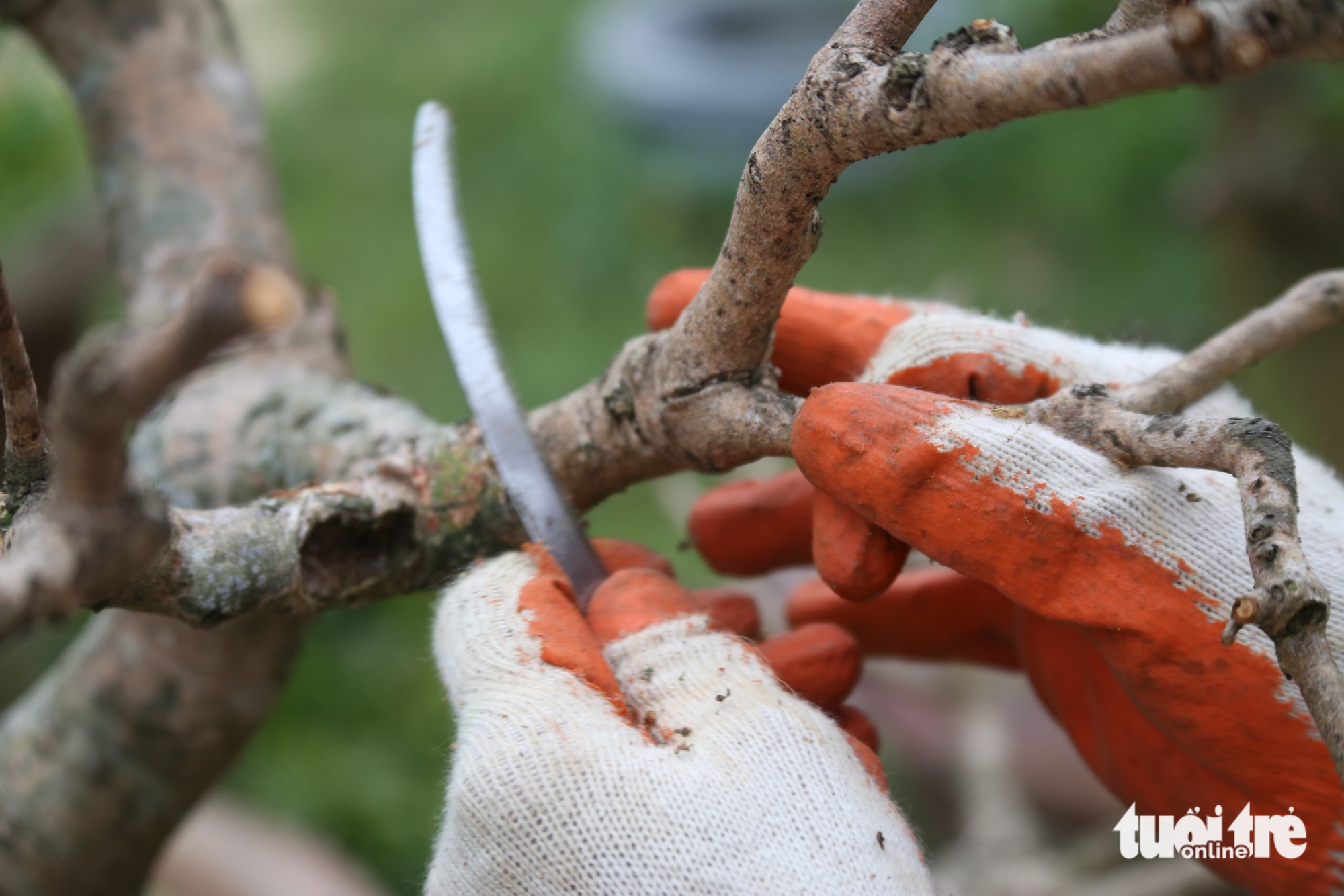 Nhà vườn - Ảnh 4.