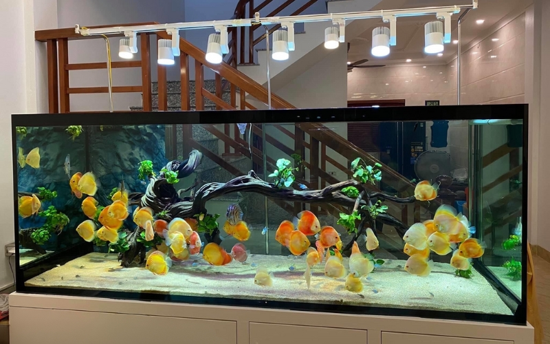 Không phải ngẫu nhiên mà 9/10 nhà khá giả đều đặt thứ này ở phòng khách: Vừa đẹp sang, vừa mang vượng khí cho gia đình- Ảnh 2.