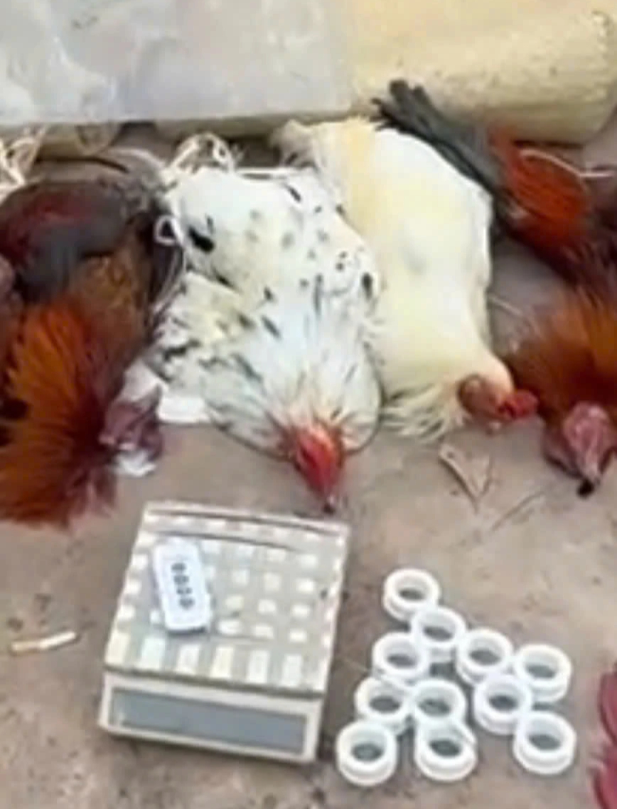 - Ảnh 6. - Ảnh 6.