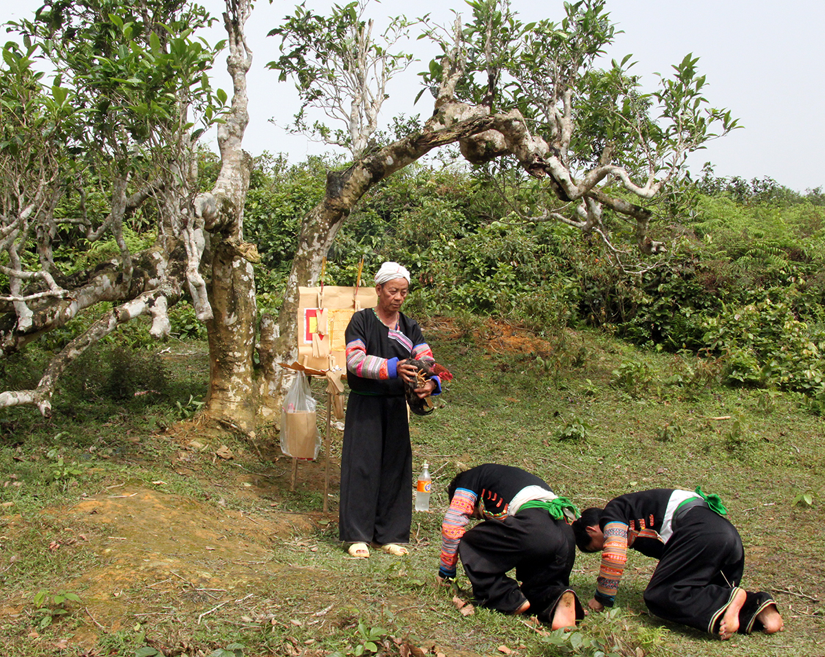 Nỗi niềm trà di sản: Trà Shan tuyết Suối Giàng 600 tuổi ' ra đi ' vì mối - Ảnh 4.