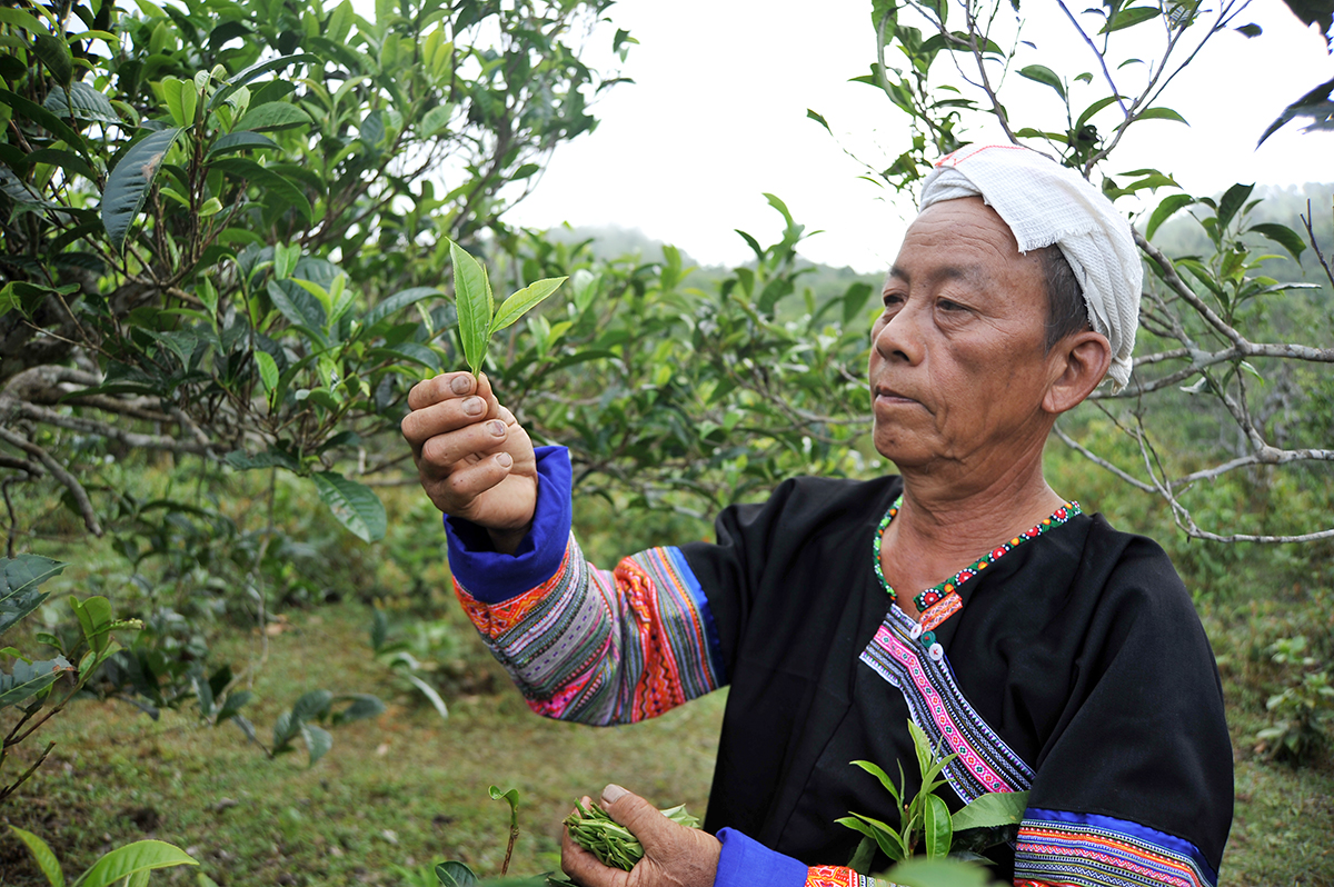 Nỗi niềm trà di sản: Trà Shan tuyết Suối Giàng 600 tuổi ' ra đi ' vì mối - Ảnh 5.