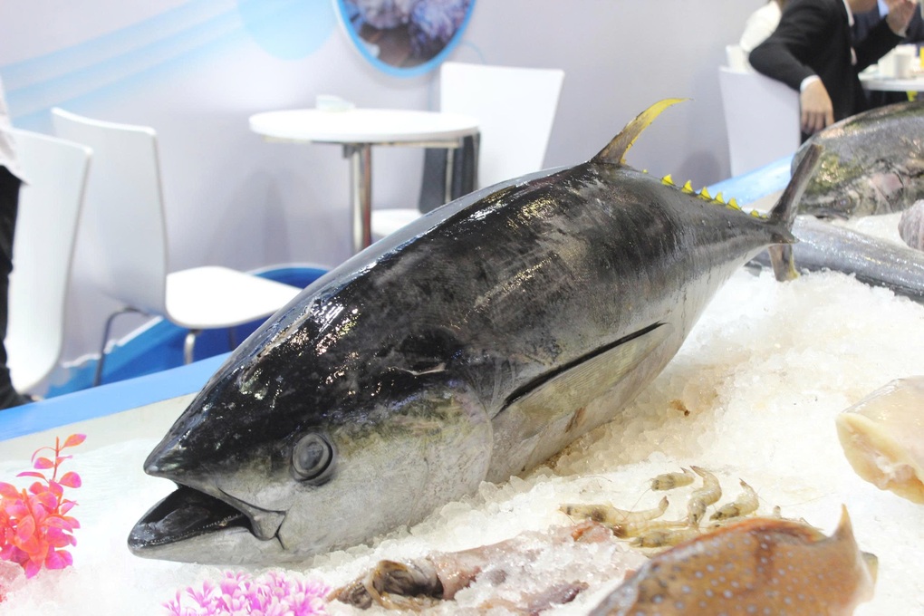 Vướng luật mới và thuế, xuất khẩu cá ngừ sang Mỹ hụt hơi - 3