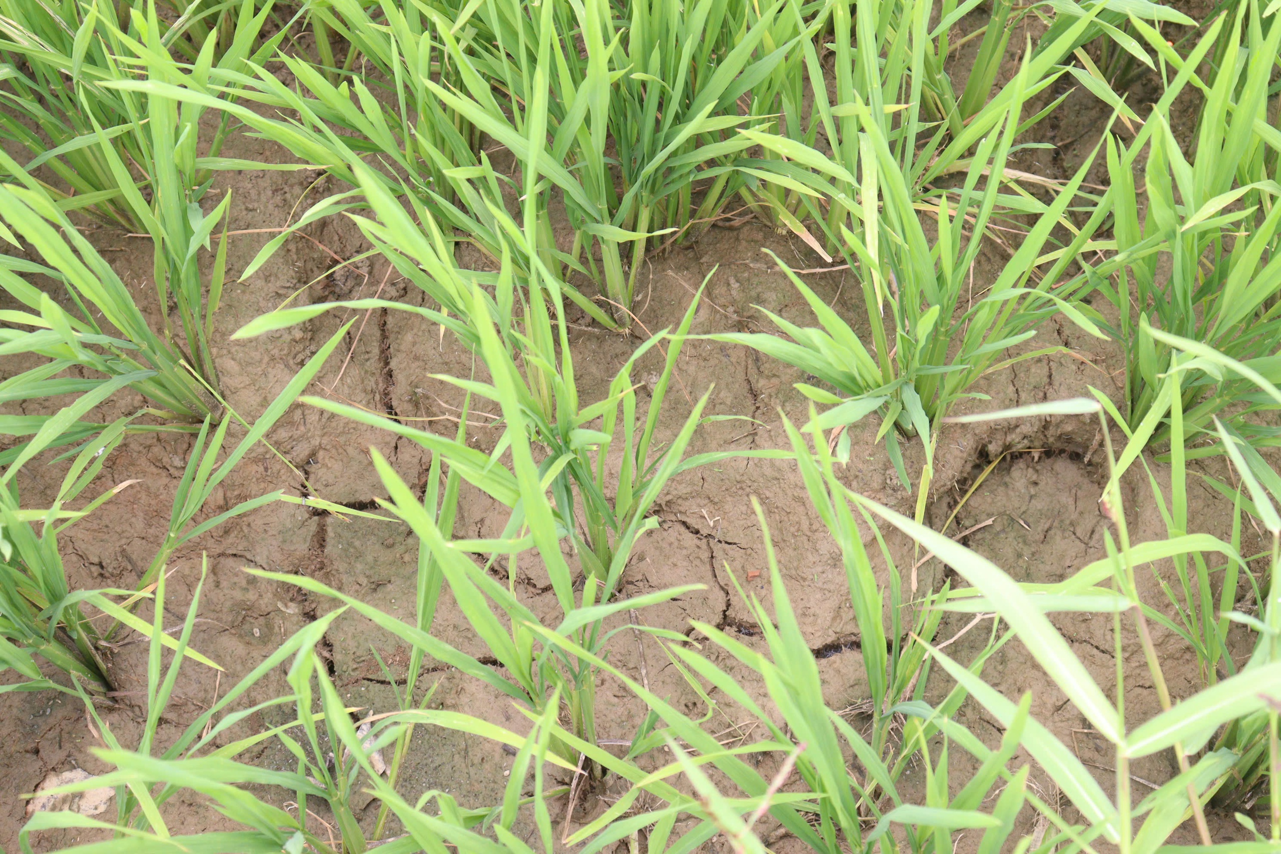 Nông dân Đà Nẵng Nông dân Đà Nẵng