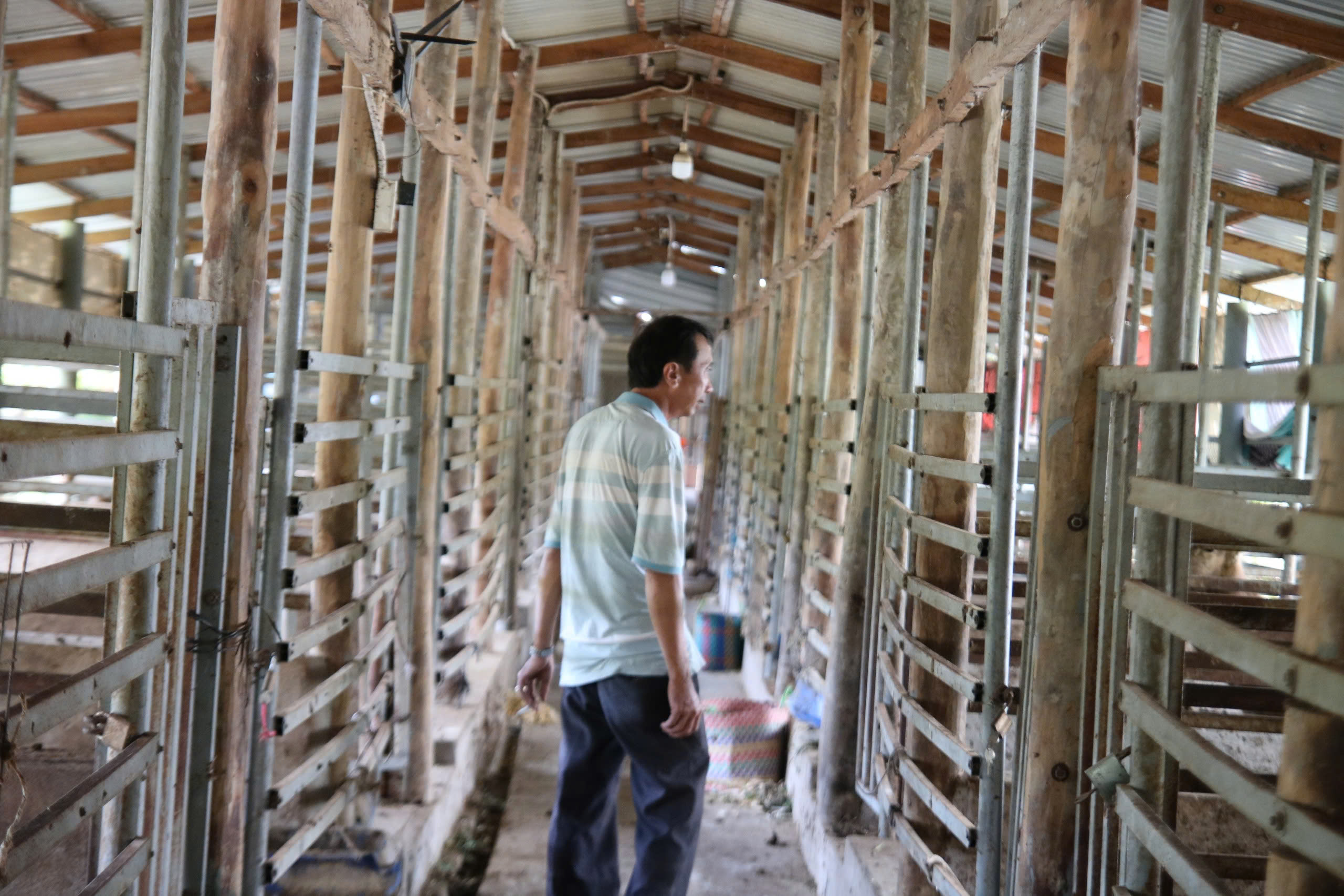 Bán bò chuyển sang nuôi hươu lấy nhung, nông dân miền Tây 'hái lộc' đều tay - Ảnh 2.