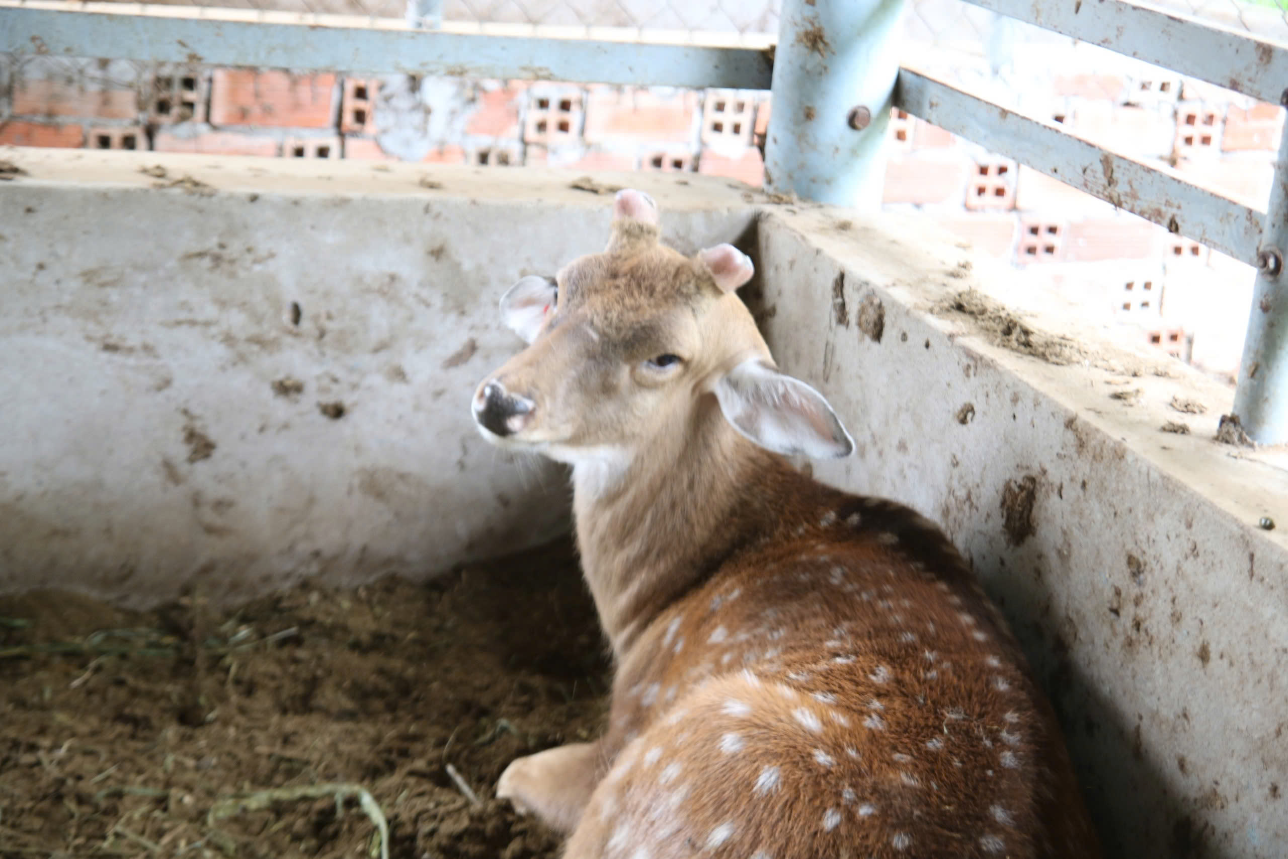 Bán bò chuyển sang nuôi hươu lấy nhung, nông dân miền Tây 'hái lộc' đều tay - Ảnh 3.