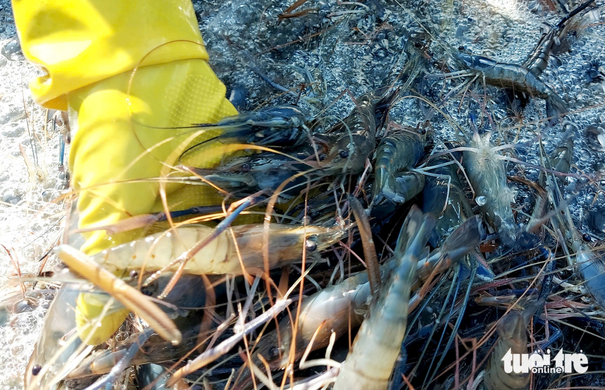 tôm càng xanh - Ảnh 2.