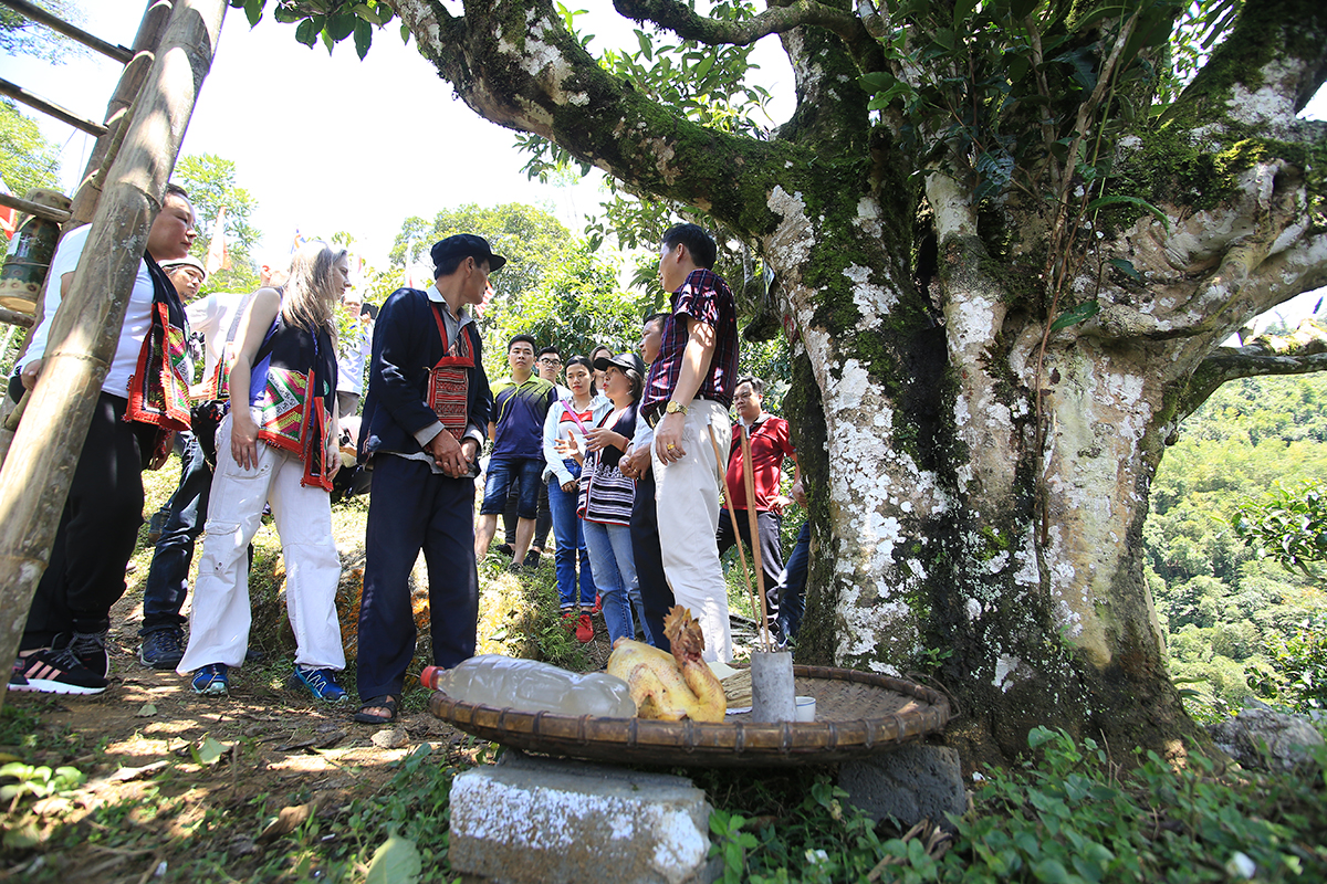 Nỗi niềm trà di sản: Ngậm ngùi số phận 'cụ trà' 001- Ảnh 2.