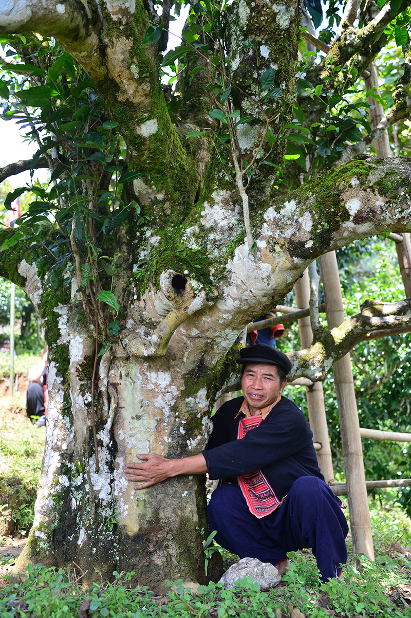 Nỗi niềm trà di sản: Ngậm ngùi số phận 'cụ trà' 001- Ảnh 3.