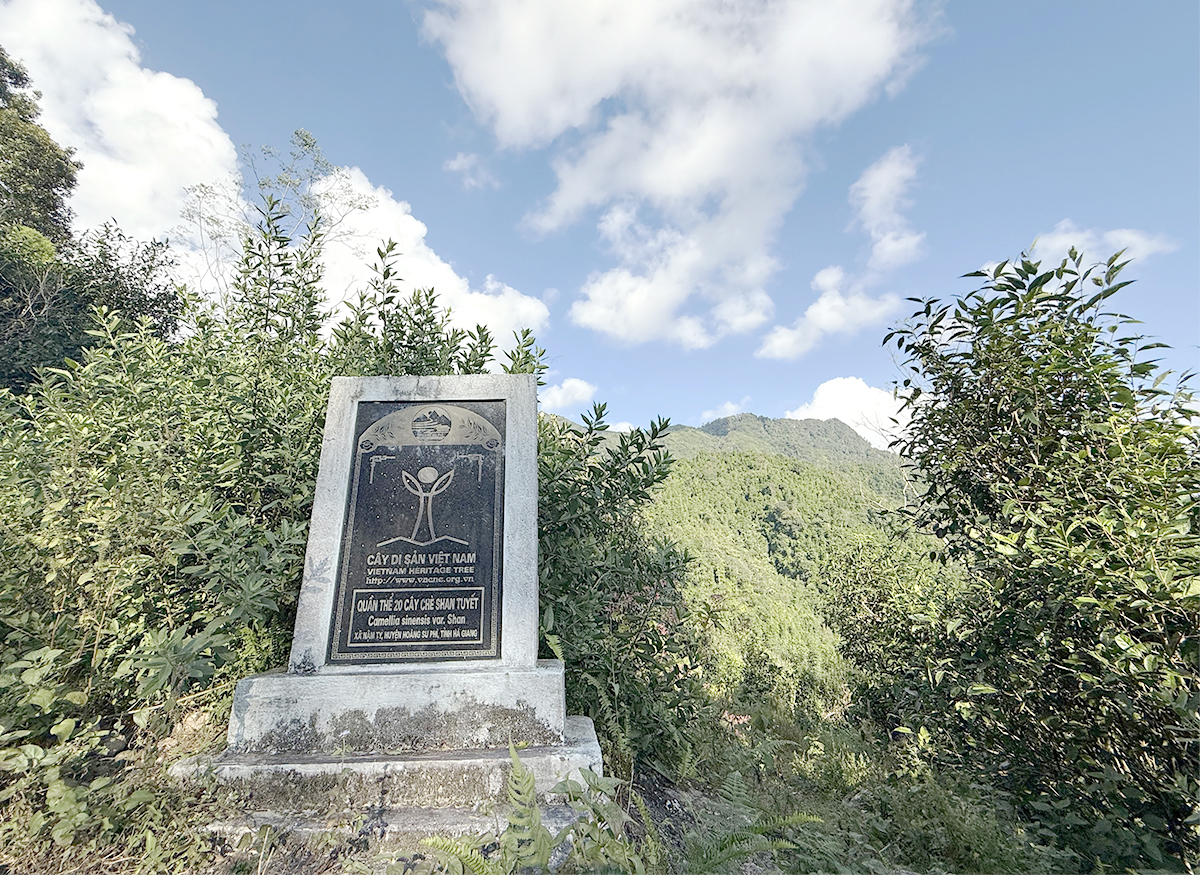 Nỗi niềm trà di sản: Ngậm ngùi số phận 'cụ trà' 001- Ảnh 5.