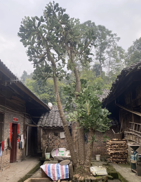 Hình dạng cây xương rồng sống 4 thập kỷ khiến 1 triệu người tò mò- Ảnh 2.