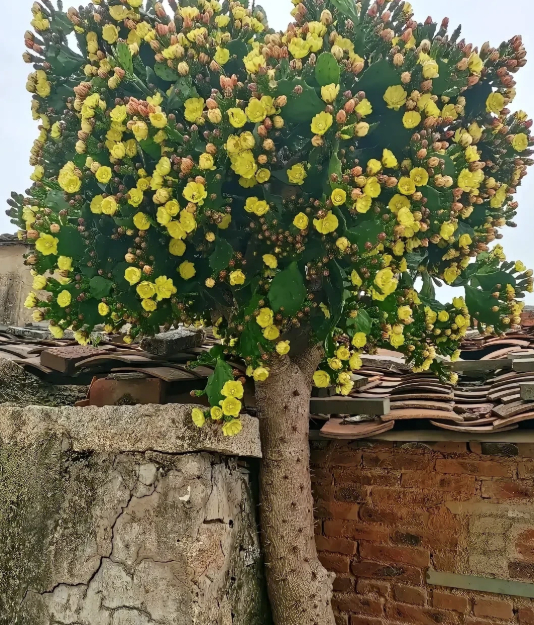 Hình dạng cây xương rồng sống 4 thập kỷ khiến 1 triệu người tò mò- Ảnh 3.