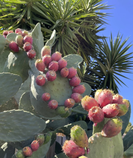 Hình dạng cây xương rồng sống 4 thập kỷ khiến 1 triệu người tò mò- Ảnh 4.