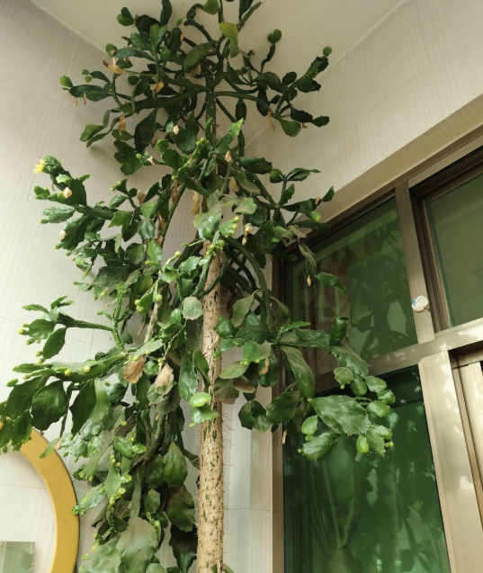 Hình dạng cây xương rồng sống 4 thập kỷ khiến 1 triệu người tò mò- Ảnh 6.