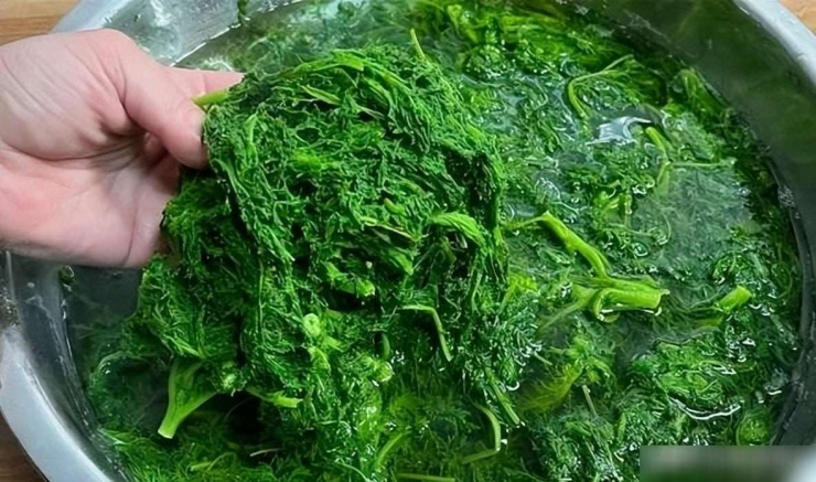 Loại rau báu vật từ lá đến rễ, nhiều người coi như cỏ dại, bổ não, dưỡng sức, làm bánh bao ngon tuyệt - 4