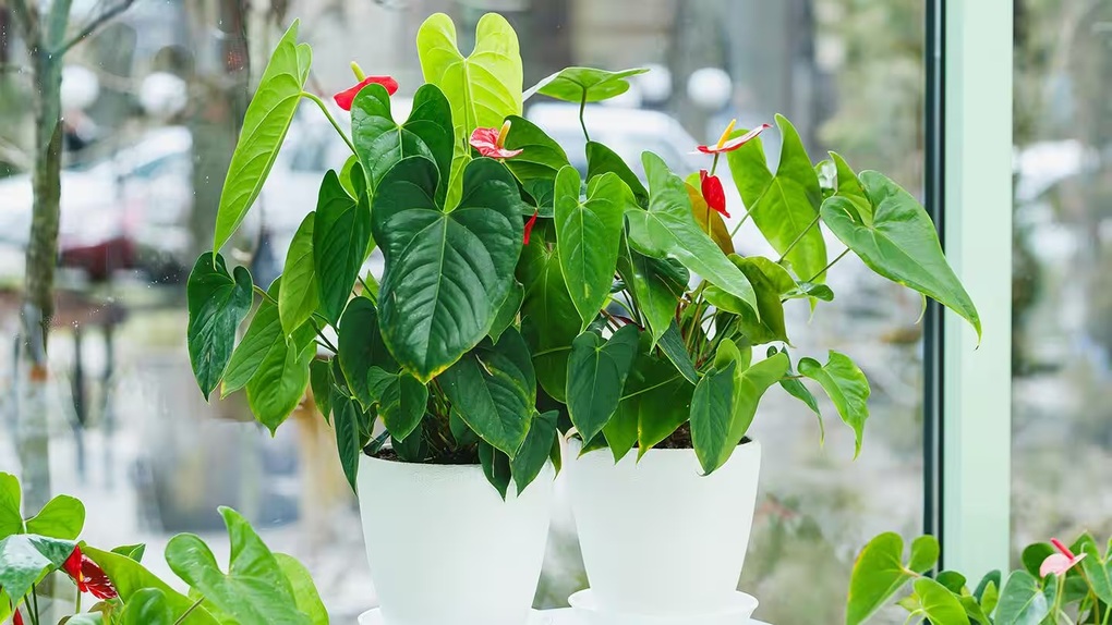 6 cây cảnh lá trái tim giúp góc nhà bạn thêm lãng mạn - 2