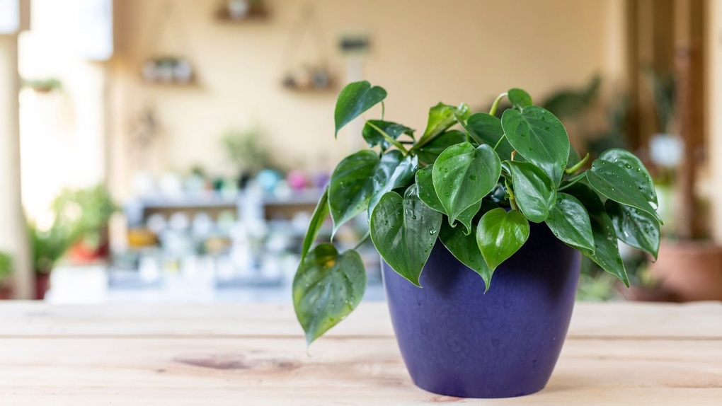 6 cây cảnh lá trái tim giúp góc nhà bạn thêm lãng mạn - 3