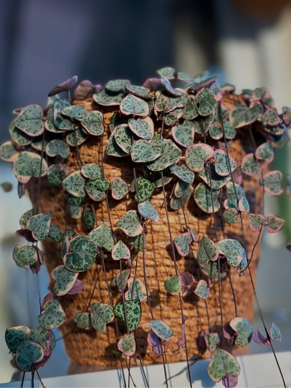 6 cây cảnh lá trái tim giúp góc nhà bạn thêm lãng mạn - 4