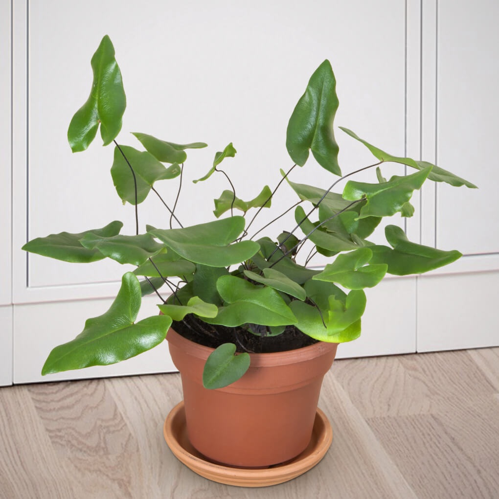 6 cây cảnh lá trái tim giúp góc nhà bạn thêm lãng mạn - 6