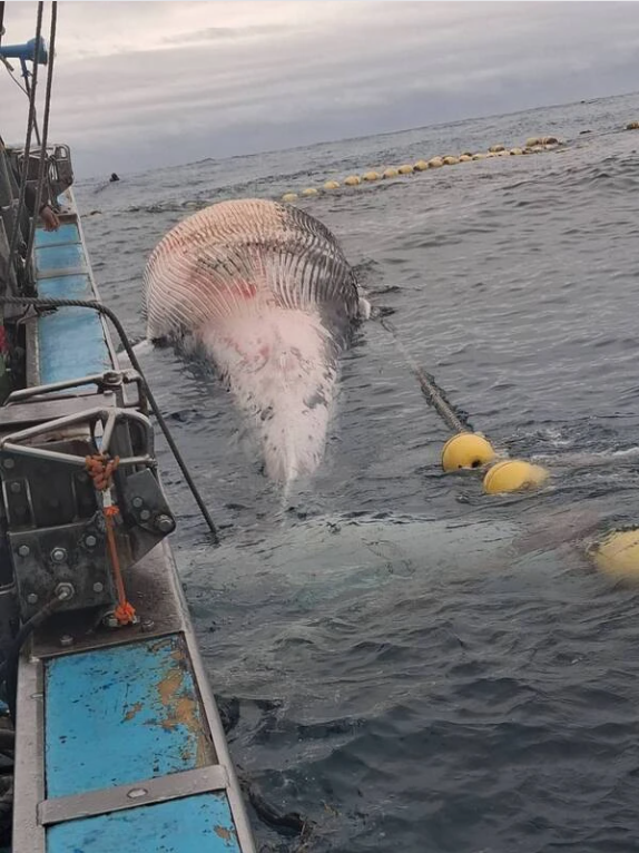 Phát hiện sinh vật khổng lồ dài hơn 15m mắc trong lưới, chuyên gia lập tức tới tận nơi: Cảnh khó tin!- Ảnh 4.