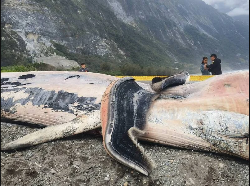 Phát hiện sinh vật khổng lồ dài hơn 15m mắc trong lưới, chuyên gia lập tức tới tận nơi: Cảnh khó tin!- Ảnh 5.