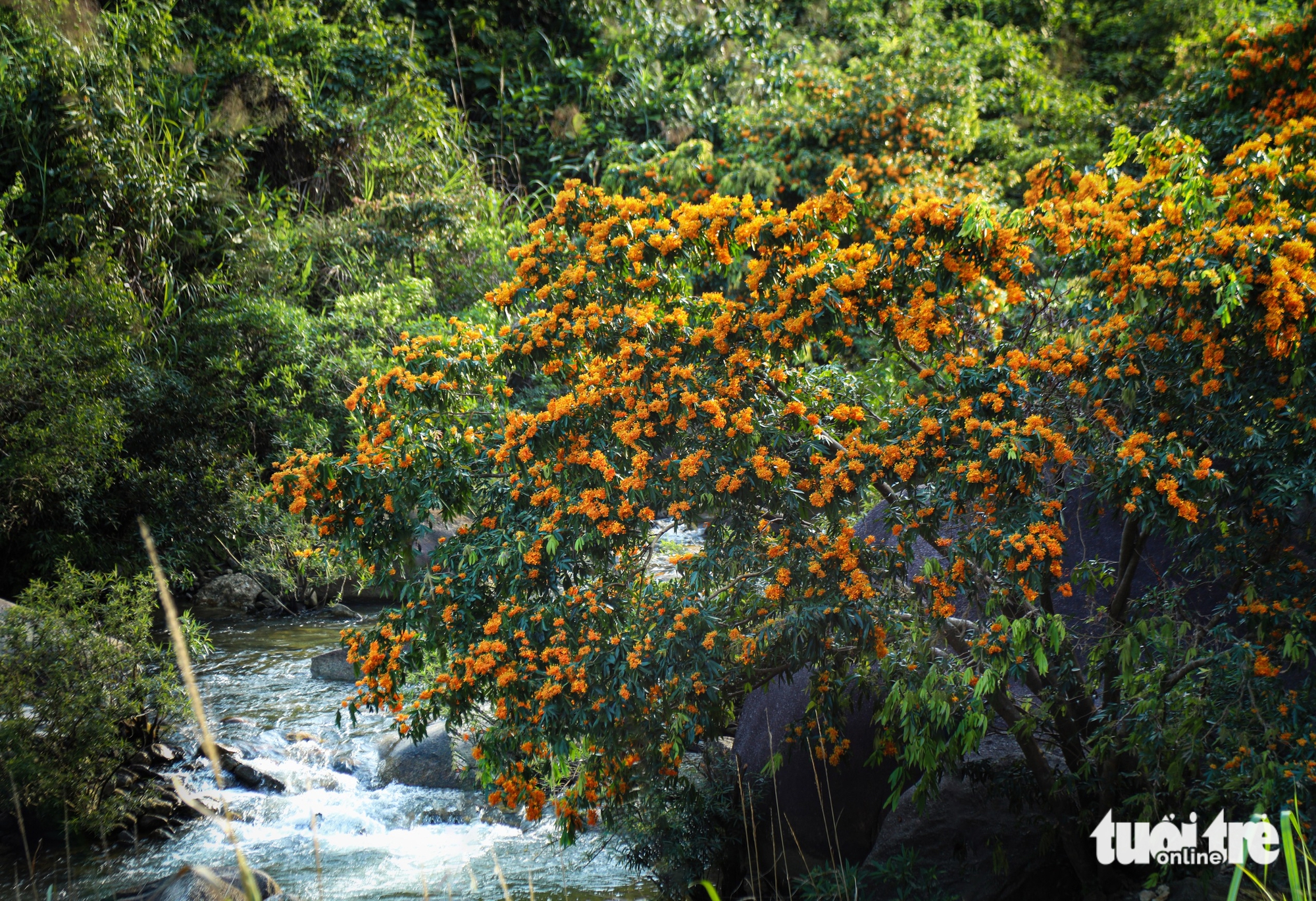 Đà Nẵng - Ảnh 5.