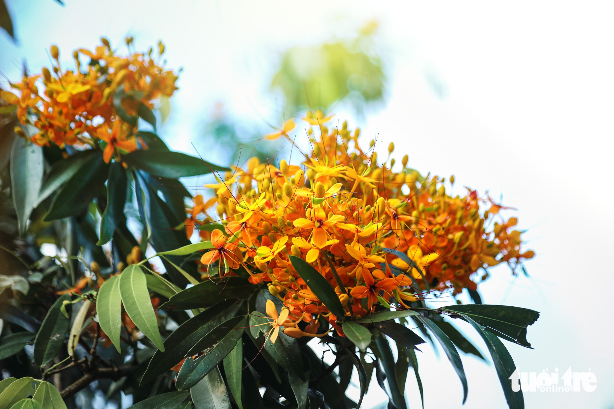 Đà Nẵng - Ảnh 6.