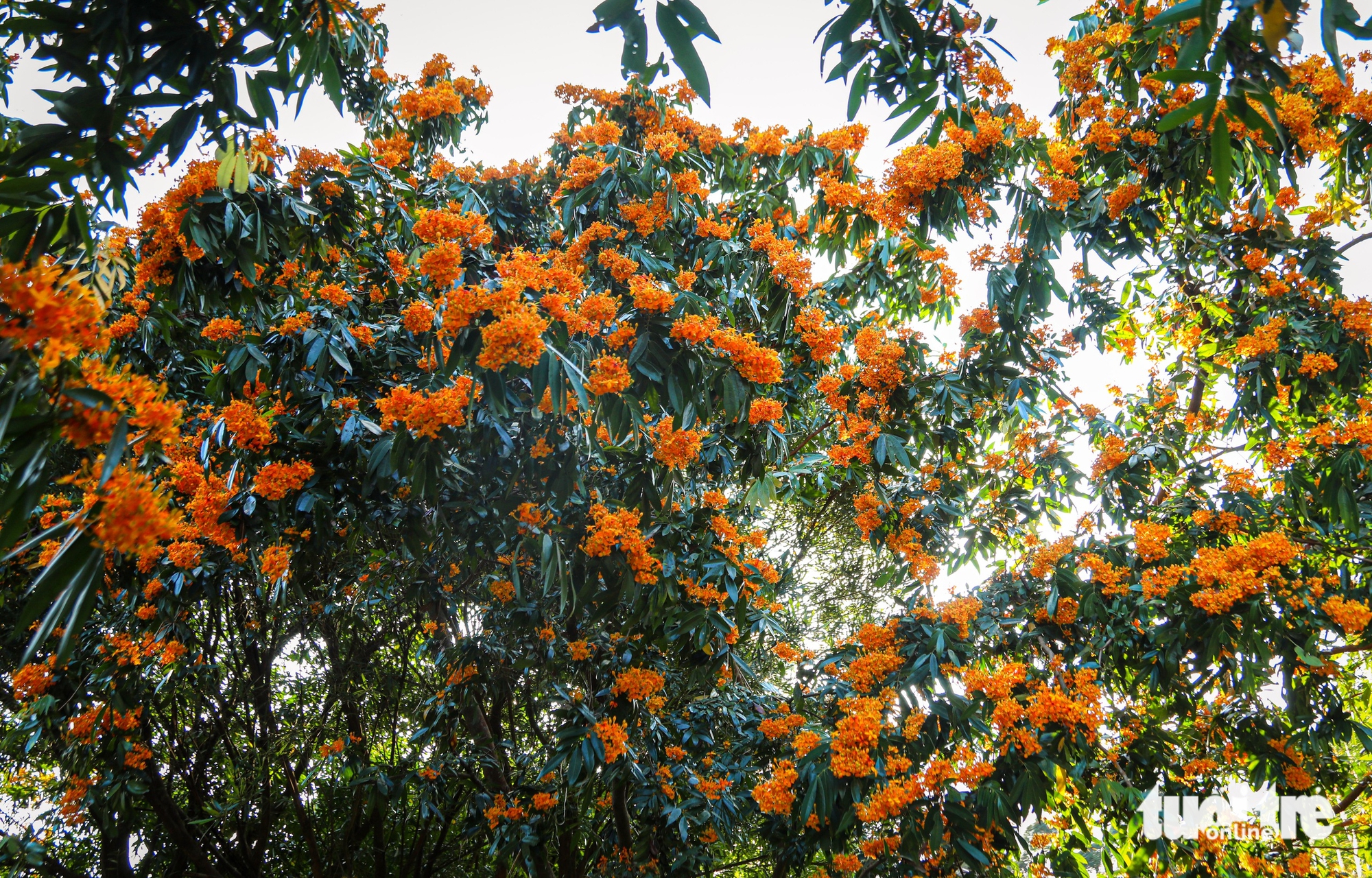 Hoa rì rừng bung nở, vẽ 'suối hoa' giữa núi rừng Đà Nẵng - Ảnh 10.