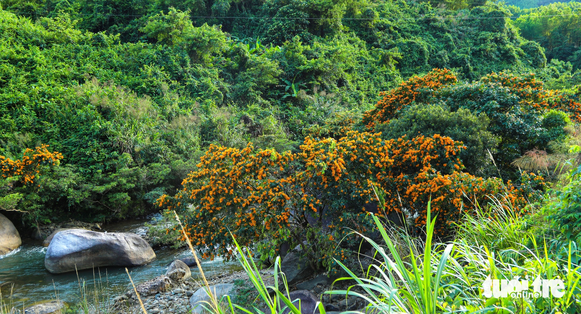 Hoa rì rừng bung nở, vẽ 'suối hoa' giữa núi rừng Đà Nẵng - Ảnh 11.