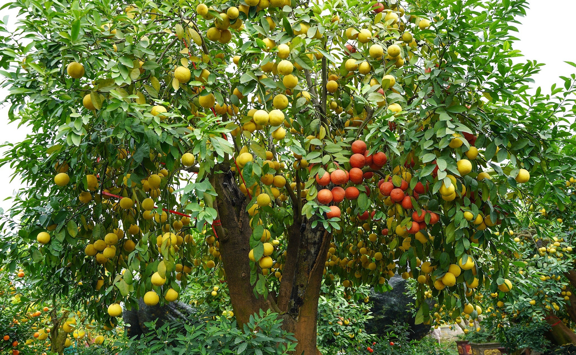 Nghe tên loại quả này thấy cả 