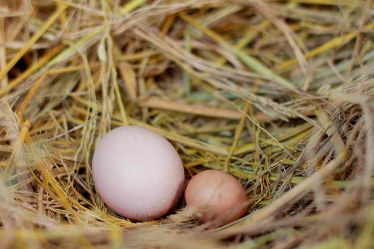 Mua trứng: Nên chọn quả to hay quả nhỏ? Người chăn nuôi tiết lộ đáp án- Ảnh 3.