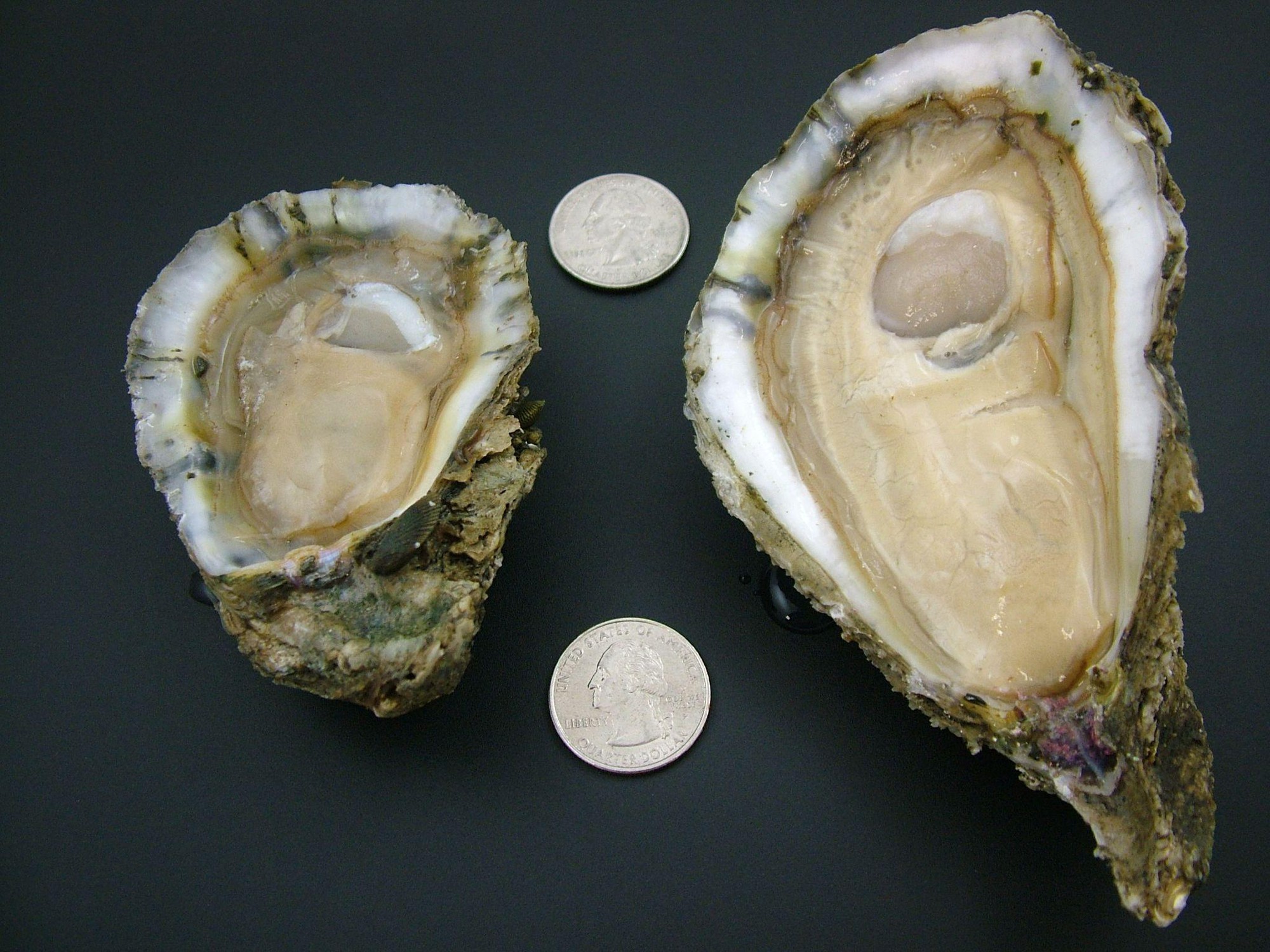 Sự thật trớ trêu về những con hàu 