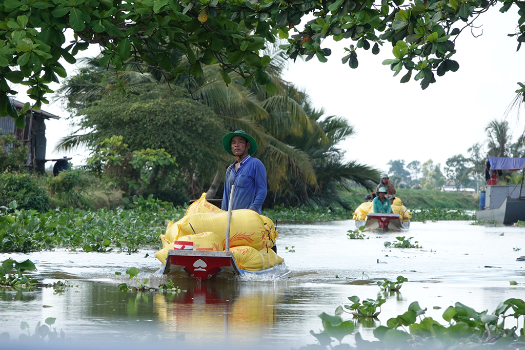 Thế khó của hạt gạo- Ảnh 2.