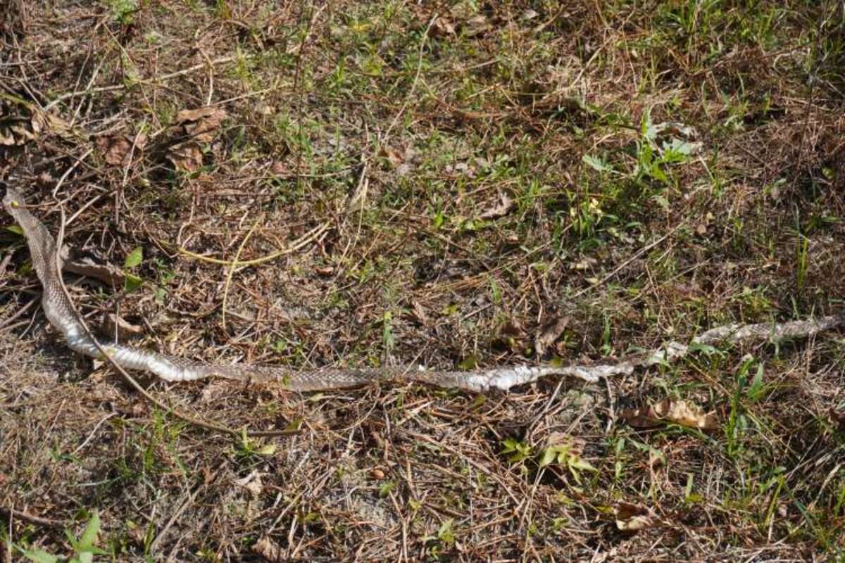 Làm thế nào để phát hiện có rắn trong vườn nhà? Chuyên gia chỉ ngay 6 dấu hiệu này- Ảnh 2.